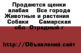 Продаются щенки алабая  - Все города Животные и растения » Собаки   . Самарская обл.,Отрадный г.